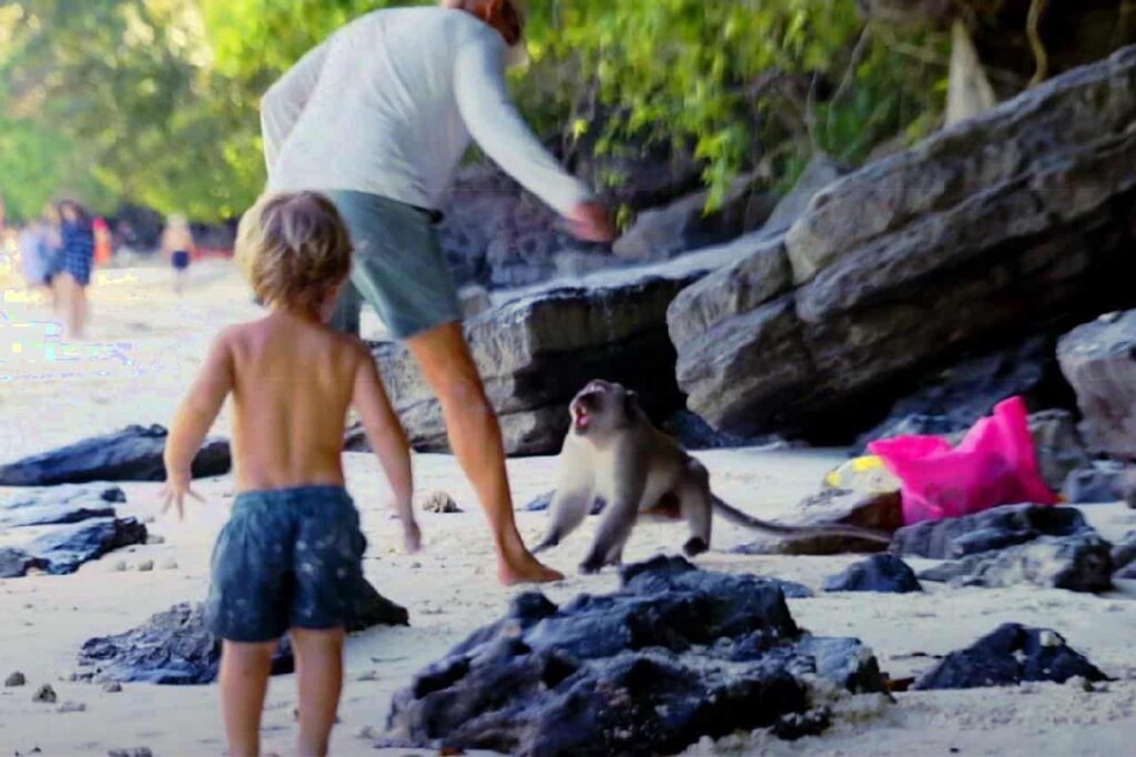 A family of tourists brutally attacked by monkeys in Thailand 4 Monkey attacks in Koh Phi Phi min