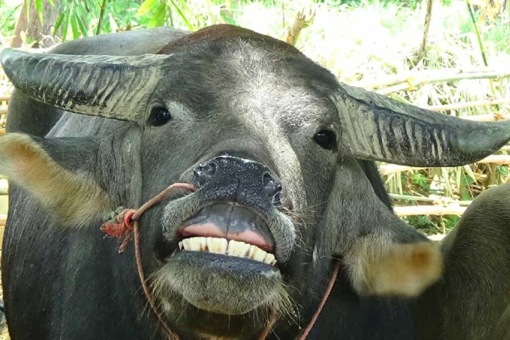 Un buffle fou encorne 4 frères et sœurs dans le nord-est de la Thaïlande