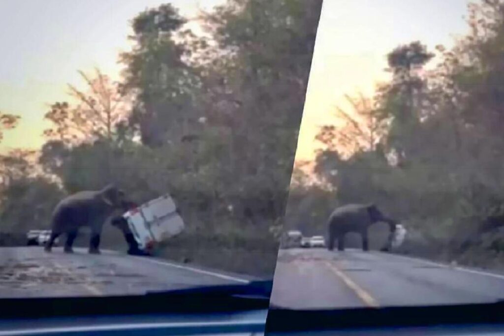 Un éléphant sauvage renverse un camion dans l'Est de la Thaïlande