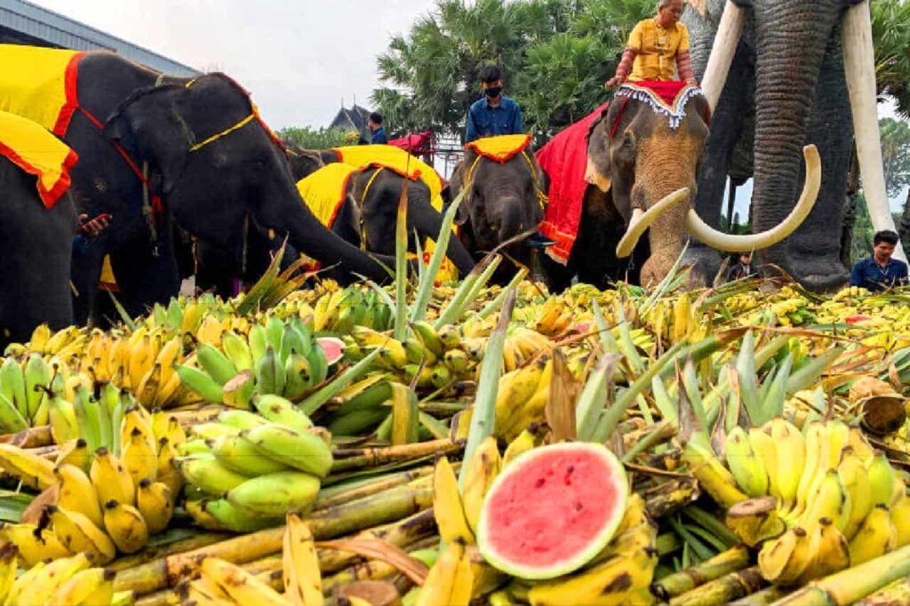 Journée nationale de l'éléphant en Thaïlande, entre célébration et dévastation