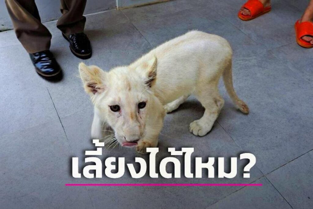 Vous avez le droit d'avoir un lion comme animal de compagnie en Thaïlande