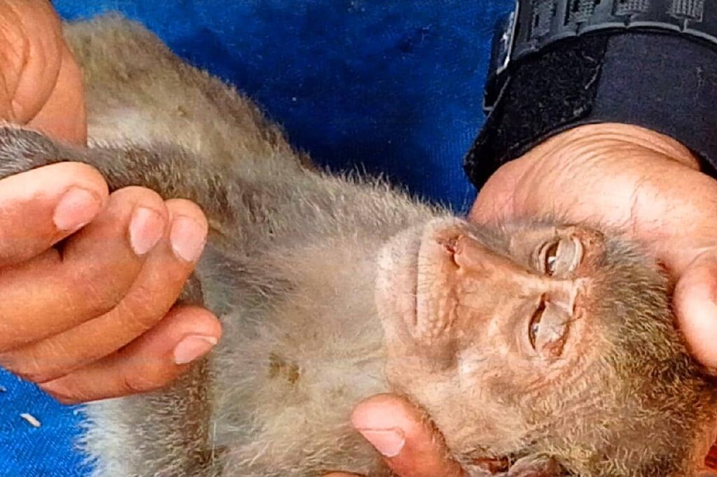 47 macaques sauvés du trafic de singe en Thaïlande