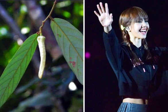Une nouvelle espèce de plante découverte en Thaïlande porte le nom de Lalisa de Blackpink