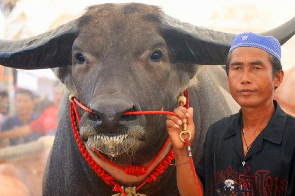 Un buffle thaïlandais à vendre pour le même prix qu'une villa à Phuket