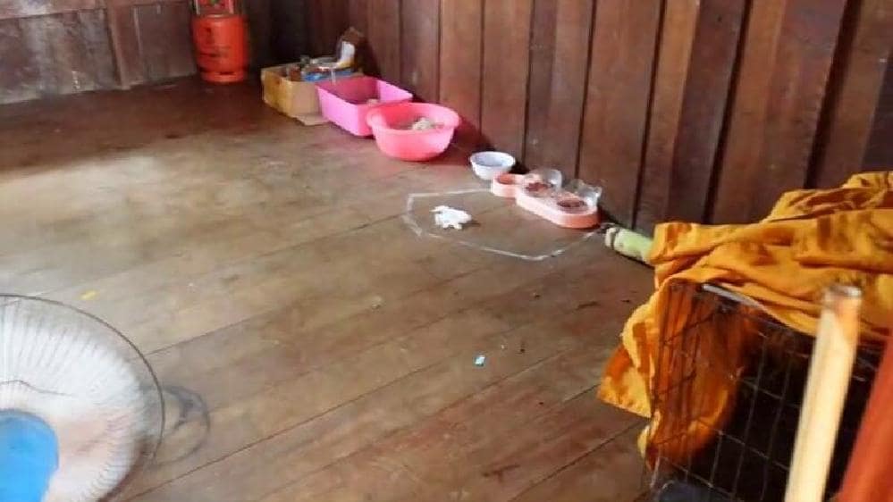 Un moine bouddhiste thaïlandais fou aurait torturé et tué 80 chats
