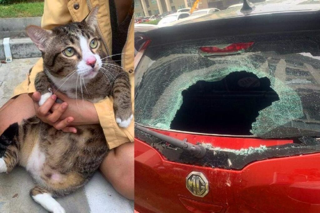 Un gros chat survit après une chute du 6e étage d'un condo à Bangkok