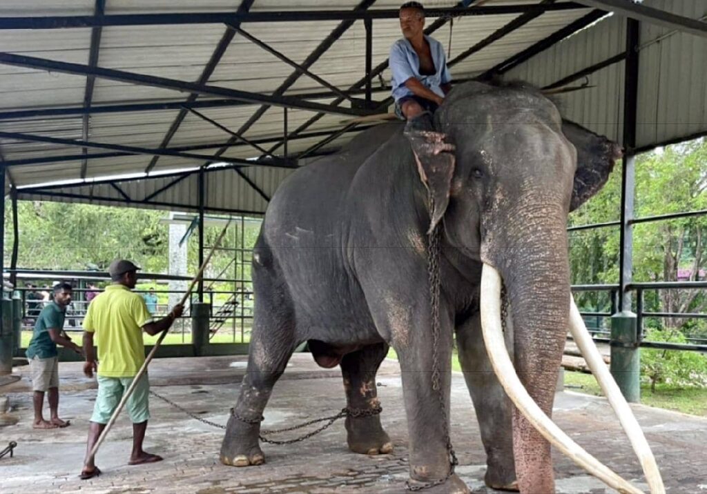 Un éléphant offert comme messager de la paix rapatrié en Thaïlande
