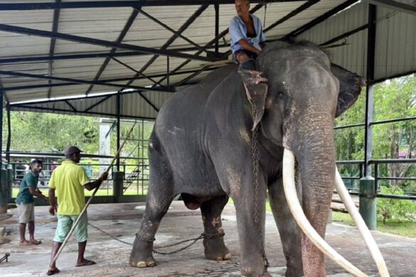 Un éléphant offert comme messager de la paix au Sri Lanka rapatrié en Thaïlande