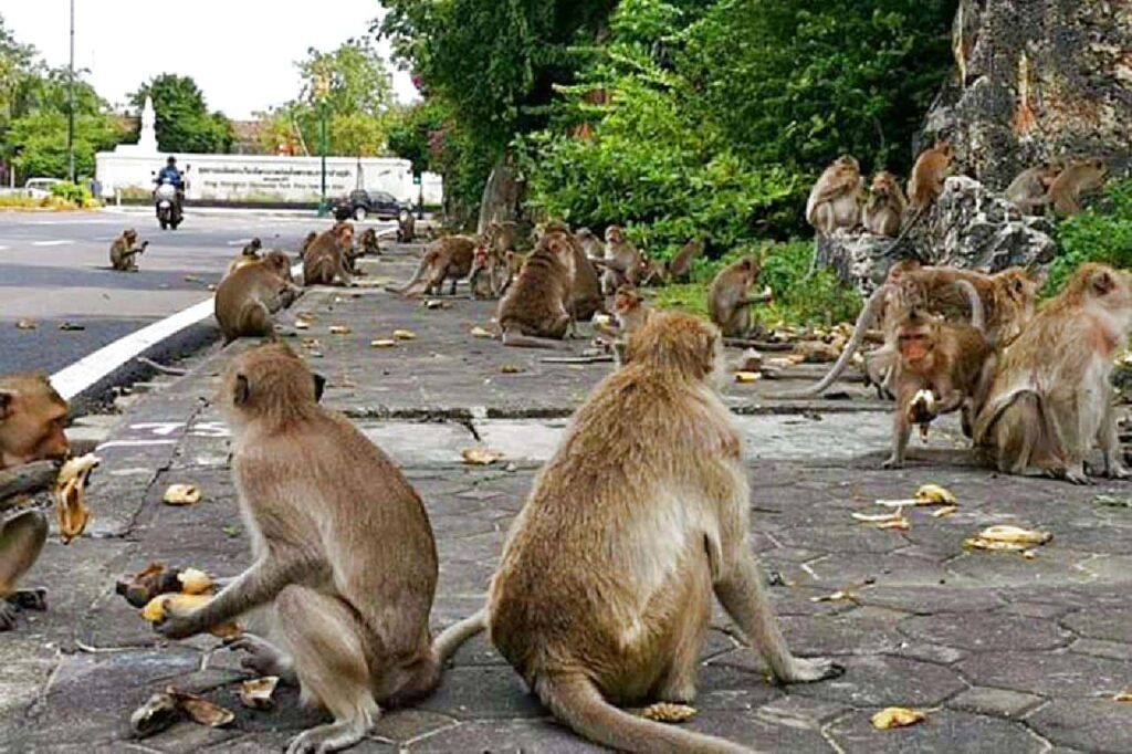 Macaques Phra Nakhon Khiri