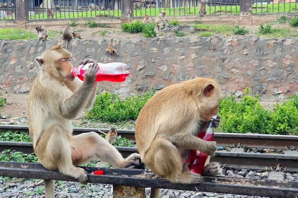 Les habitants de la ville des singes en Thaïlande vivent un véritable cauchemar 4 Les singes s'emparent des maisons en Thaïlande