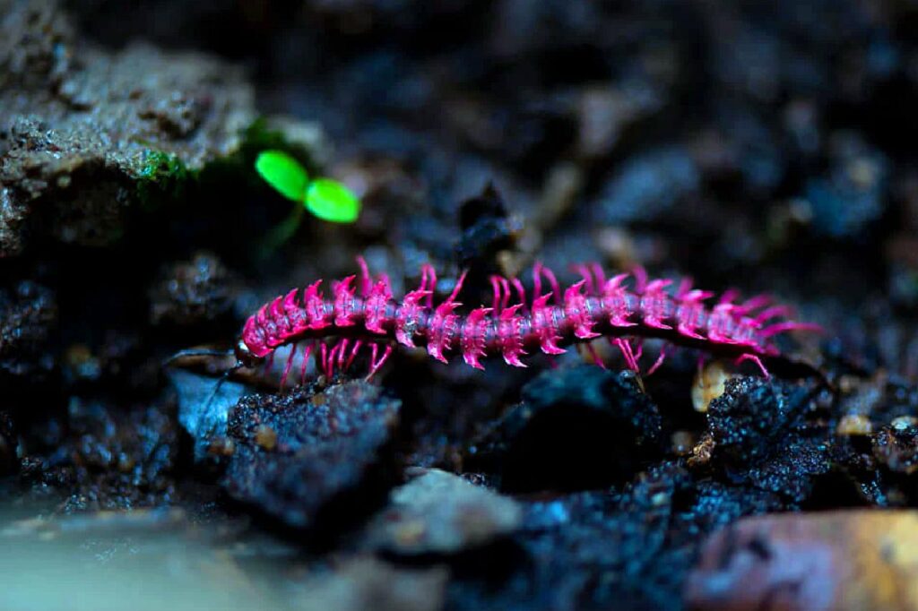 Le mille-pattes dragon rose choquant : un tueur toxique unique en Thaïlande