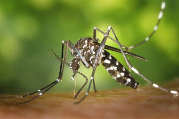 Alerte à la dengue en Thaïlande : plus de 8 000 personnes infectées en janvier
