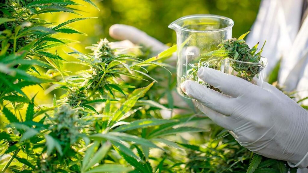 Thaïlande : vers la fin des restrictions imposées au cannabis ? 7 Thaïlande : vers la fin des restrictions imposées au cannabis ?