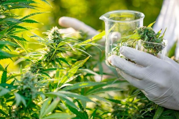 Pétition en Thaïlande pour que le cannabis ne soit pas remis au rang de stupéfiant