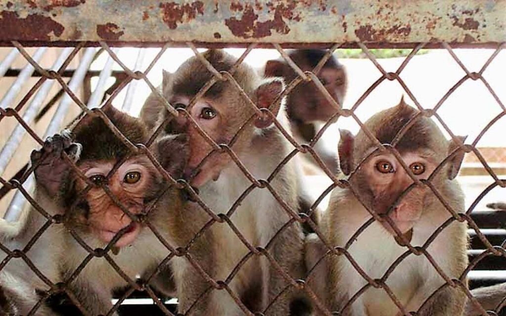 Le trafic continue : encore 48 macaques saisis par la police thaïlandaise
