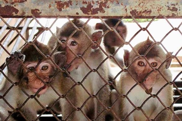 Le trafic continue : encore 48 macaques saisis par la police thaïlandaise