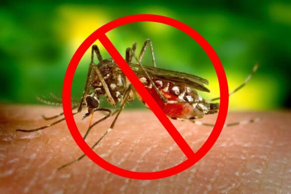 L&rsquo;épidémie de dengue en Thaïlande à son plus haut niveau depuis 3 ans