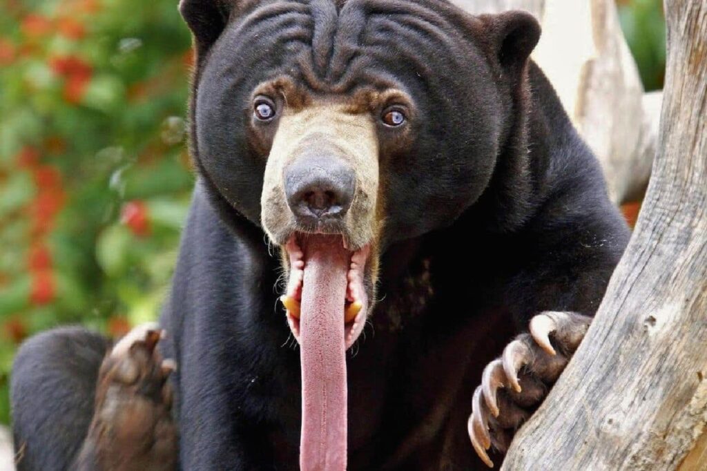 Un homme perd un œil après une attaque d'ours en Thaïlande