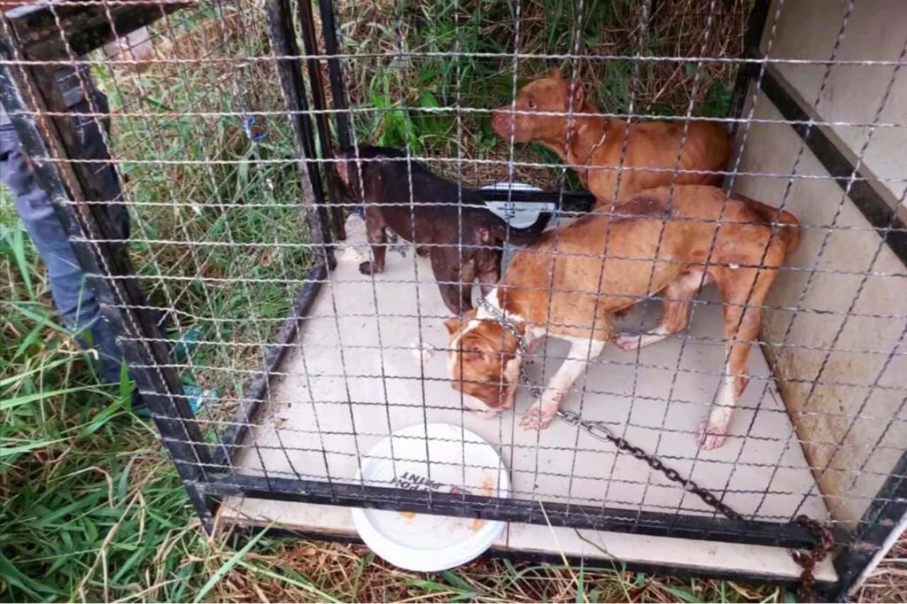 Des Pitbulls abandonnés réduits au cannibalisme en Thaïlande