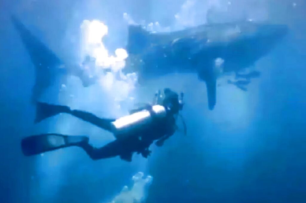 Rencontre avec un requin-baleine de 6 mètres de long en Thaïlande