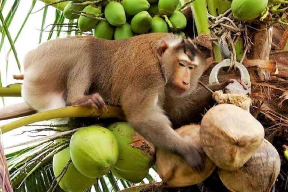 Maltraitance des singes : Peta met l&rsquo;industrie thaïlandaise du lait de coco en difficulté