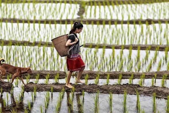 El Niño pourrait réduire la production de riz thaïlandais de 6 % cette année