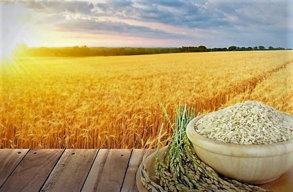 La Thaïlande va proposer 30 nouvelles variétés de riz pour doper sa compétitivité