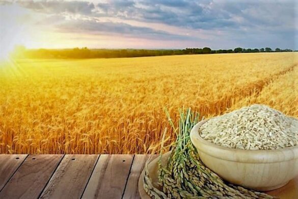 La Thaïlande va proposer 30 nouvelles variétés de riz pour doper sa compétitivité