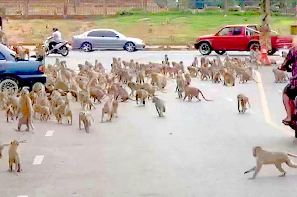 Des bandes de singes s'affrontent pour des glaces dans le centre de la Thaïlande