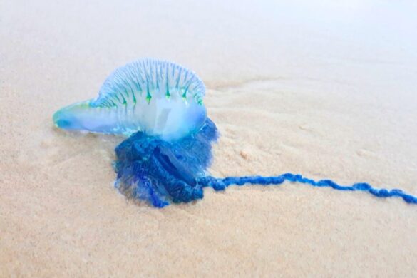 Alerte aux méduses extrêmement venimeuses à Phuket en Thaïlande