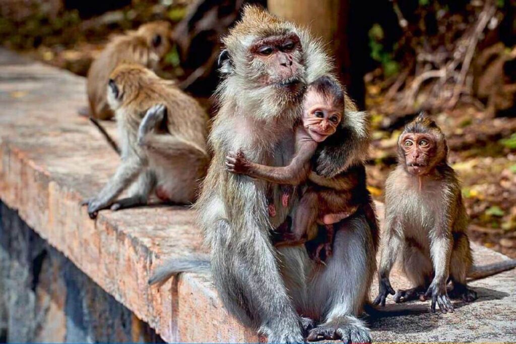 Des macaques délinquants sèment la peur dans une ville de Thaïlande