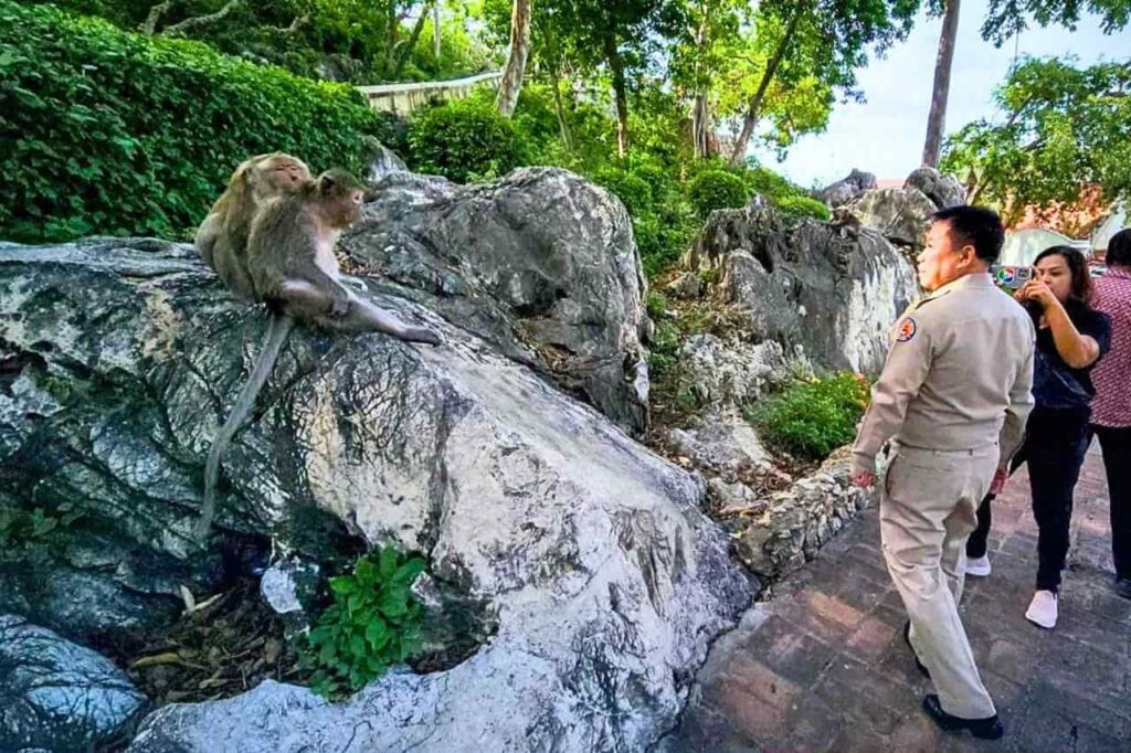 Macaques dans la ville de Petchaburi