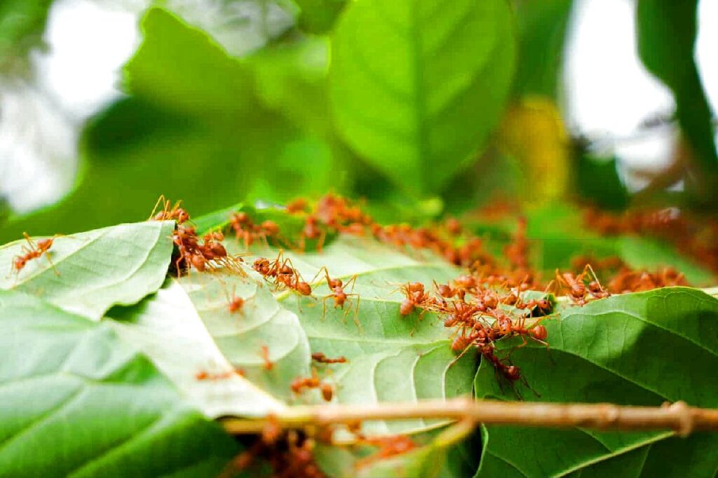 Un Thaïlandais met son pénis dans un nid de fourmis rouge pour l'agrandir