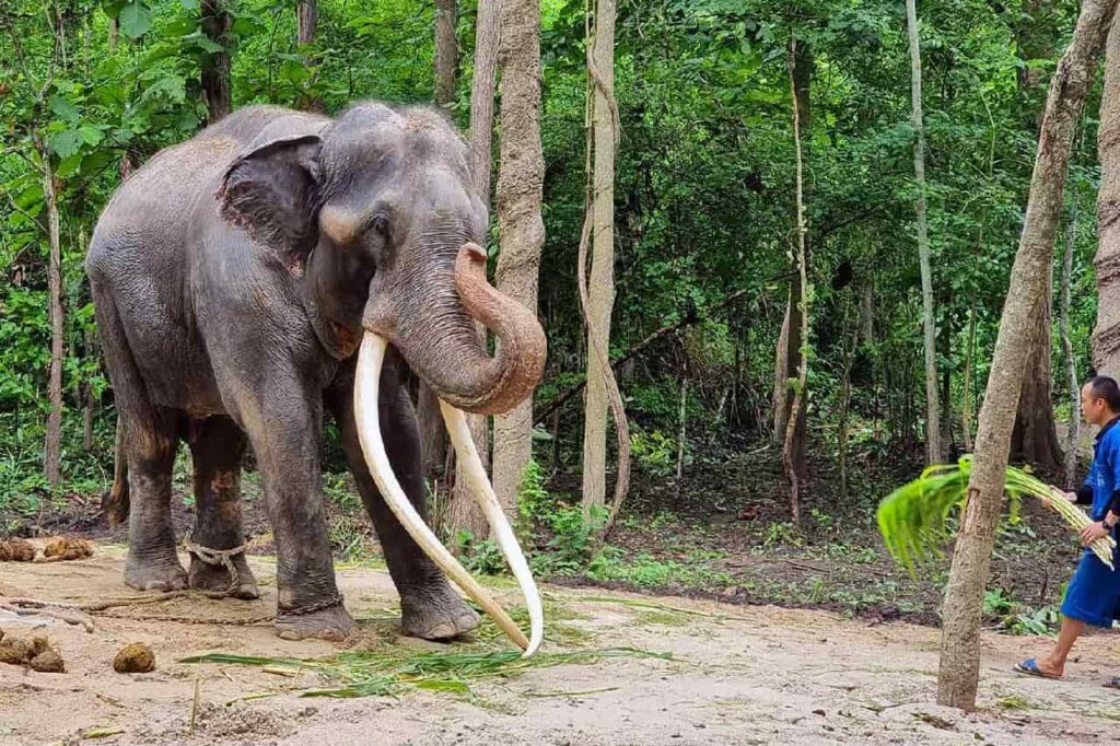 L'éléphant maltraité au Sri Lanka commence sa nouvelle vie en Thaïlande