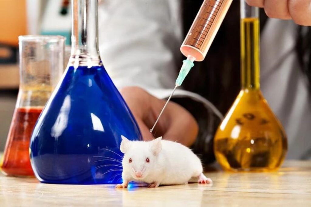 Souris de laboratoire
