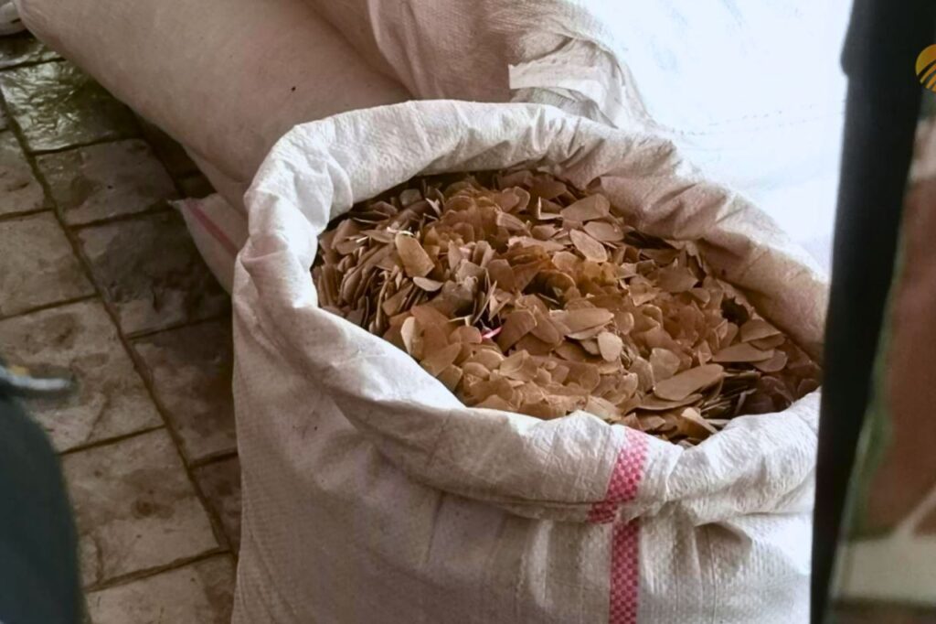 Plus d'une tonne d'écailles de pangolin saisie en Thaïlande