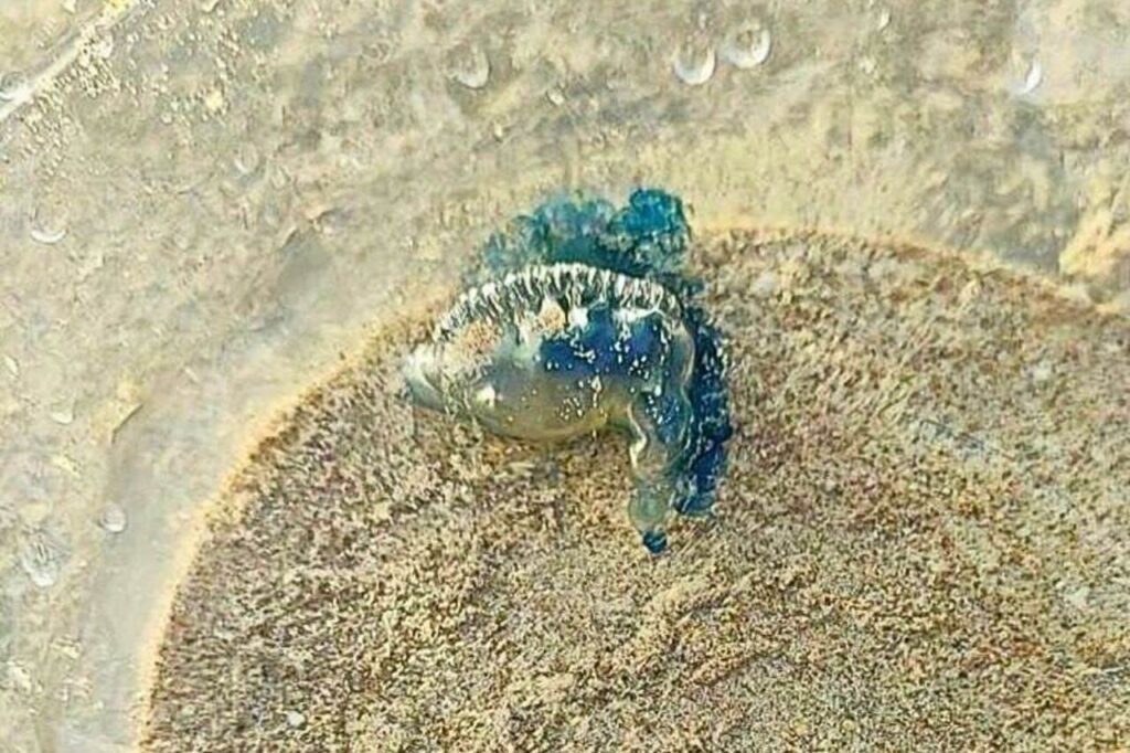 Un touriste hurle de douleur après avoir été piqué par un animal sur une plage de Thaïlande