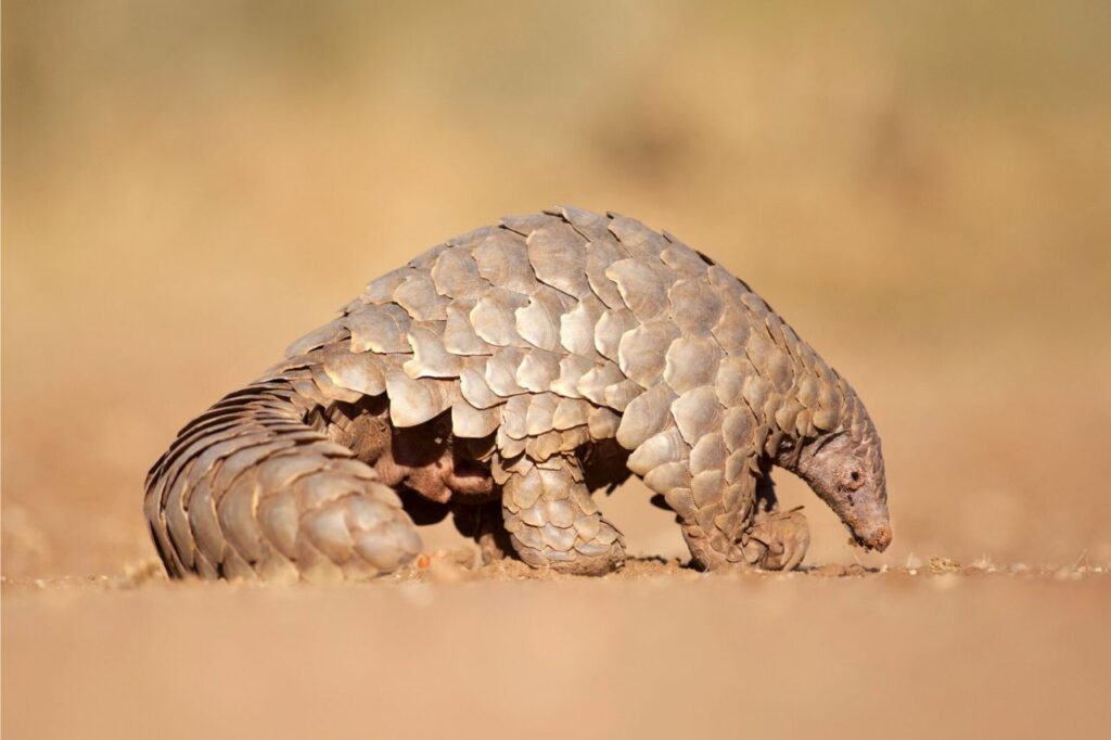 Plus d'une tonne d'écailles de pangolin saisie en Thaïlande