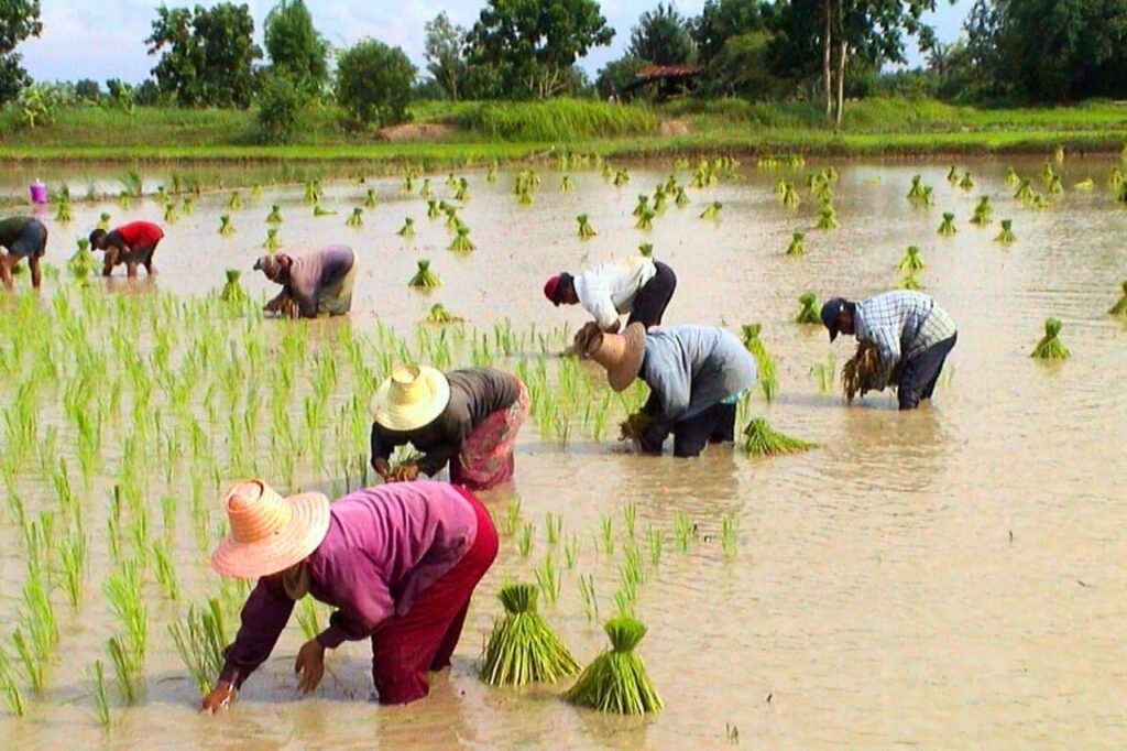 La Thaïlande et le Vietnam s'affrontent pour la place de 2ᵉ exportateur mondial de riz