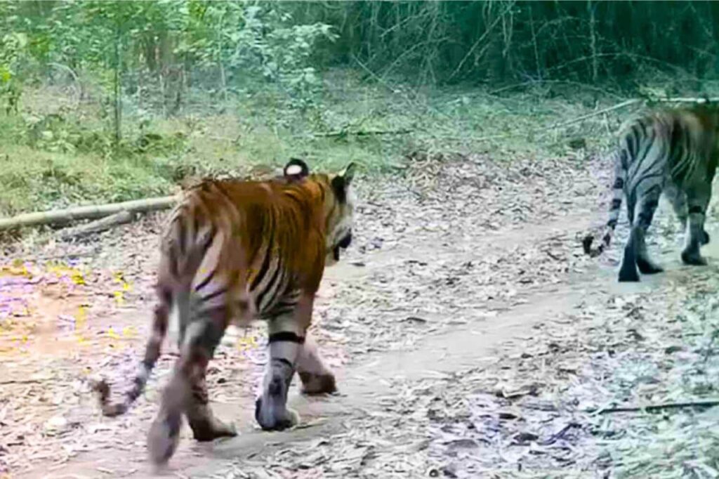 Le changement climatique menace l'habitat des tigres sauvages en Thaïlande