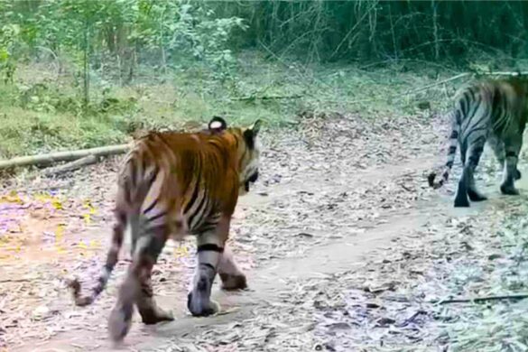 Le changement climatique menace l&rsquo;habitat des tigres sauvages en Thaïlande