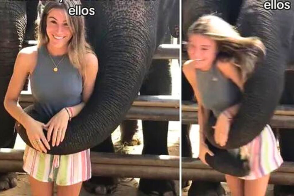 La vidéo d'une touriste jetée à terre par des éléphants en Thaïlande fait le buzz
