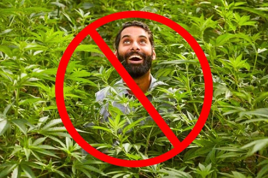La Thaïlande suspend la loi sur l'interdiction du cannabis à usage récréatif