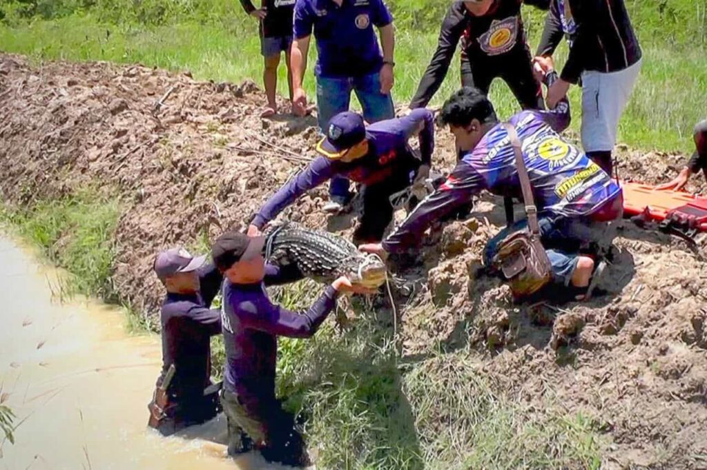 Une trentaine de crocodiles s'échappent d'une ferme en Thaïlande