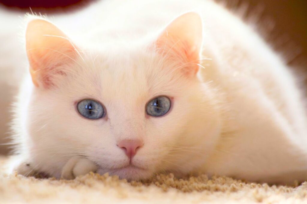 Chat Khao Manee