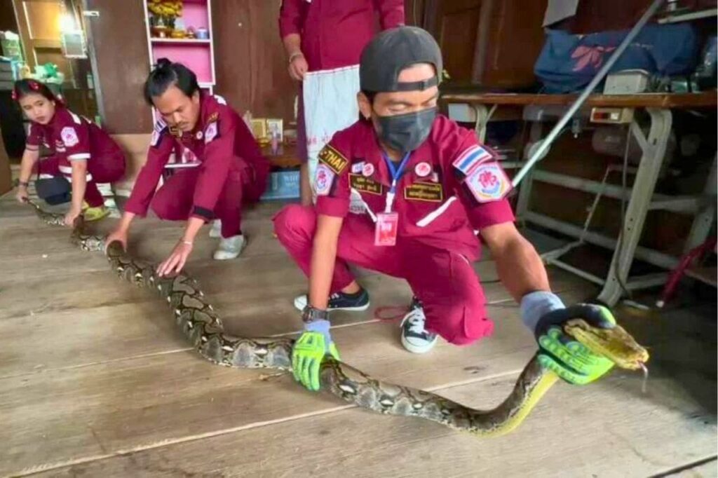 Un python de 4 mètres mange son chat en Thaïlande