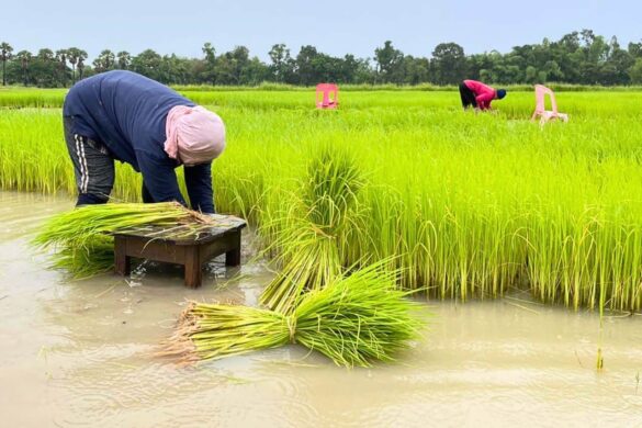 Thaïlande : les exportations de riz chutent pour le 10ᵉ mois consécutif