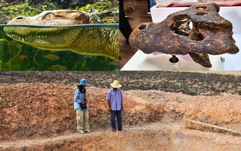 Découverte d'un squelette d'alligator datant de 230 000 ans en Thaïlande