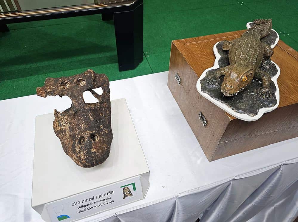 Découverte d'un squelette d'alligator datant de 230 000 ans en Thaïlande