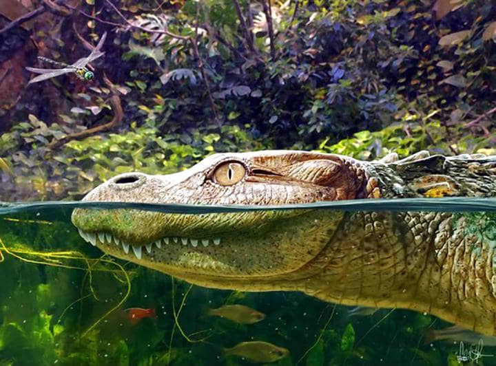 Découverte d'un squelette d'alligator datant de 230 000 ans en Thaïlande
